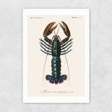 Homard Unframed Print