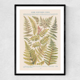 Some Nothern Ferns