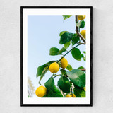 Amalfi Coast Lemons Narrow Black Frame