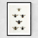 British Bee Narrow Black Frame