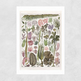 Seaweed - Pink Unframed Print