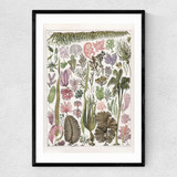 Seaweed - Pink Narrow Black Frame