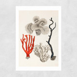 Coral by Capricorn Press Unframed Print
