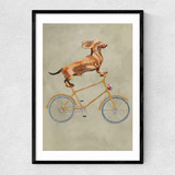 Dachshund On Bicycle