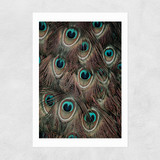 Peacock Feathers Unframed Print