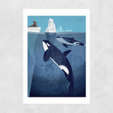 Orcas by Dieter Braun Unframed Print