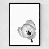 Delicate Poppy