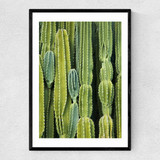 Druid's Cactus