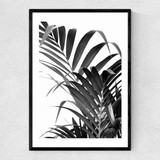 Palm Leaf 02
