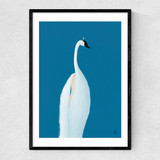 Swan Maybe Narrow Black Frame
