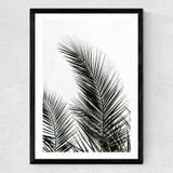 Palm Leaves 1 Medium Black Frame
