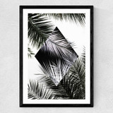 Palm Leaves Geometry Medium Black Frame
