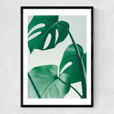 Monstera by Rafael Farias