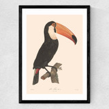 Toucan by Aster Medium Black Frame