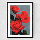 Red Fragrant Cloud Roses Medium Black Frame