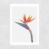 Exuberance Unframed Print