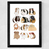 Guinea Pigs Wearing Glasses Wide Black Frame