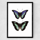 Butterfly Purple Medium Black Frame