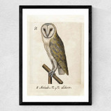 Owl Medieval Medium Black Frame