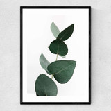 Eucalyptus 4 Narrow Black Frame