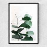 Eucalyptus 5 Narrow Black Frame