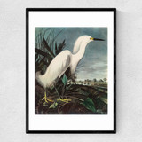 Snowy Egret by John James Audubon Narrow Black Frame