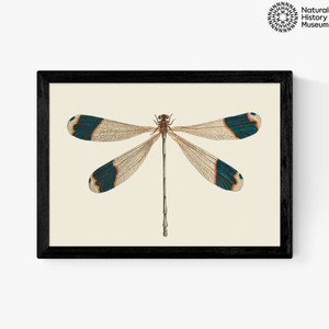 British Dragonfly Medium Black Frame