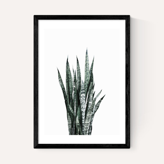 Succulent Set 1