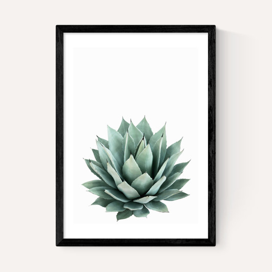 Succulent Set 2