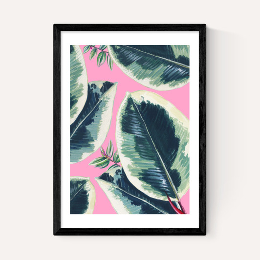 Rubber Plant