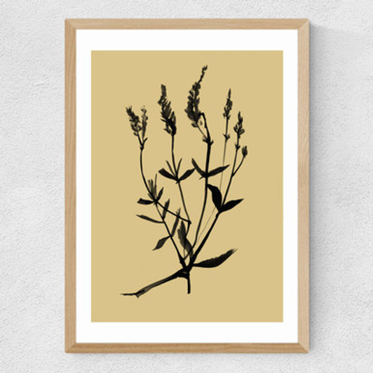 Mono Botanical 7 Medium Oak Frame