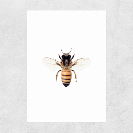 Bee by Sisi and Seb