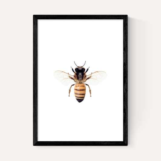 Bee by Sisi and Seb
