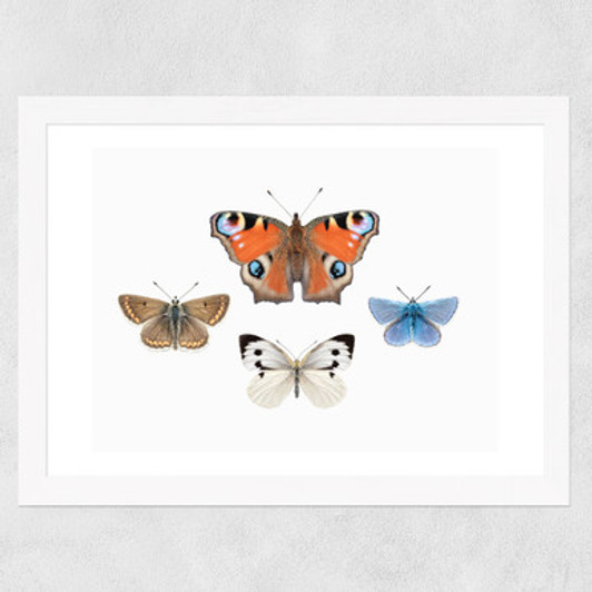 British Butterflies Wide White Frame
