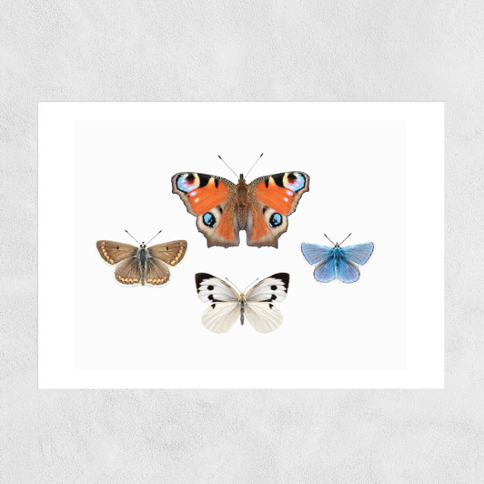 British Butterflies Unframed Print