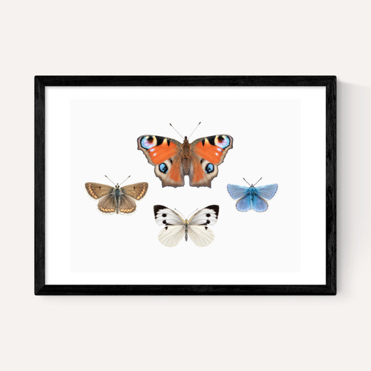 British Butterflies