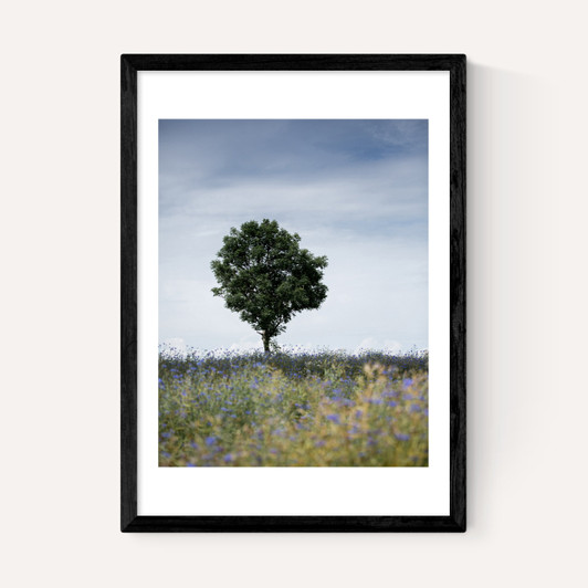 Summer Meadow