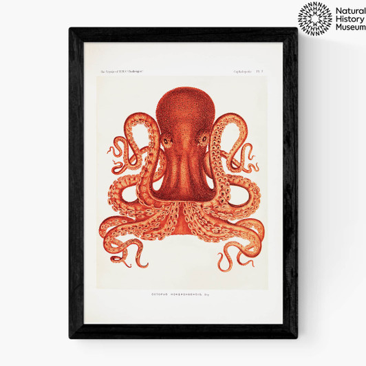 Vintage Octopus Medium Black Frame