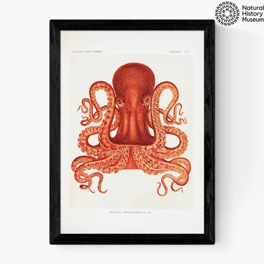 Vintage Octopus Medium Black Frame