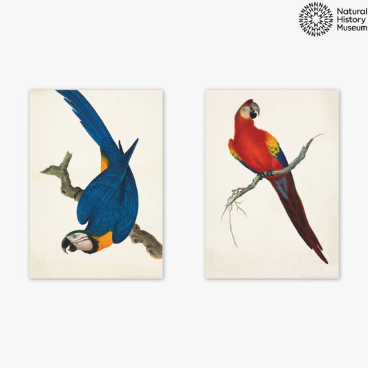 Vintage Parrots Diptych Unframed Print