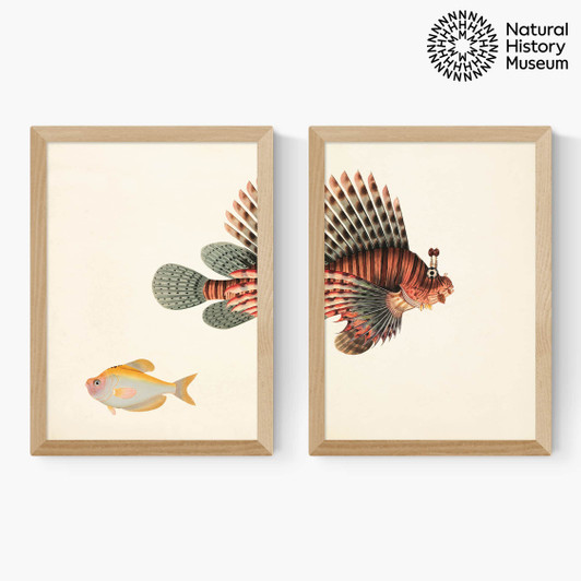 Vintage Fish Diptych Medium Oak Frame