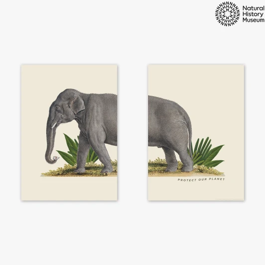 Elephant Diptych