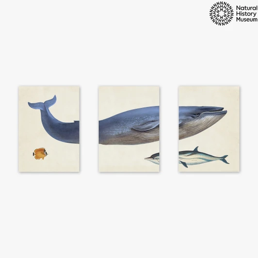 Vintage Whale Triptych