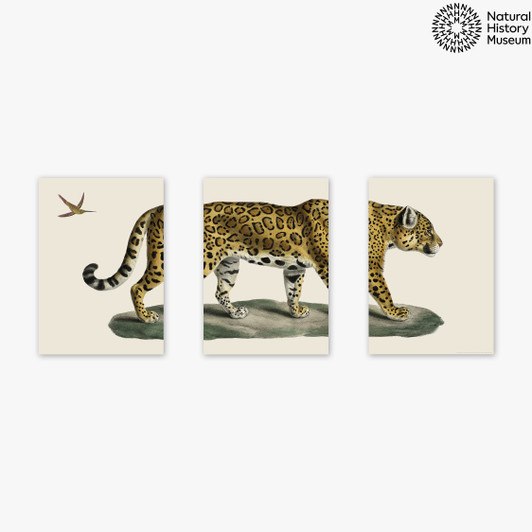Vintage Jaguar Triptych Unframed Print