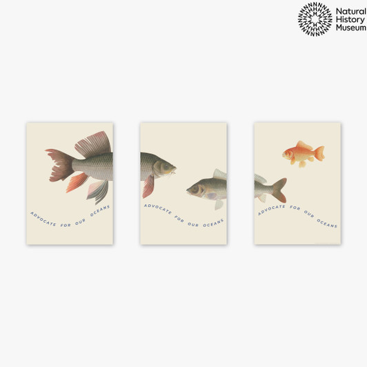 Advocate Fish Triptych Unframed Print