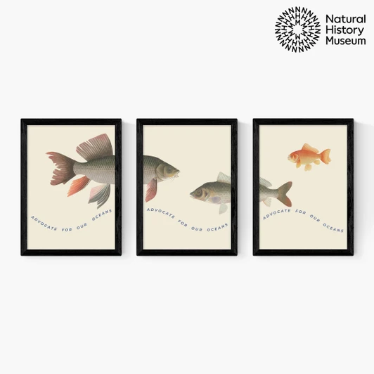 Advocate Fish Triptych