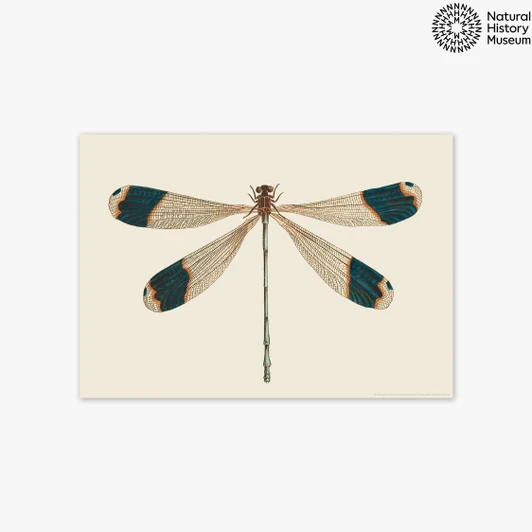 British Dragonfly Unframed Print