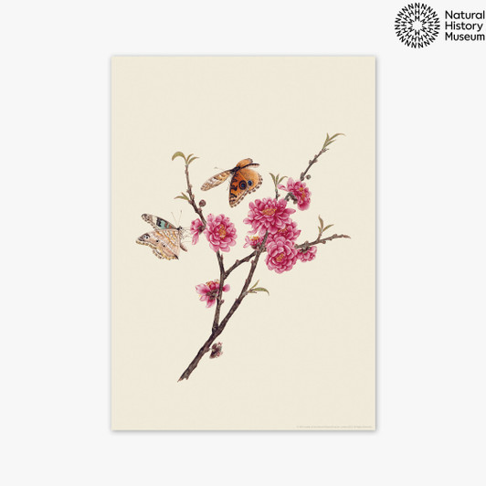 Flower and Butterflies Unframed Print