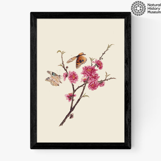 Flower and Butterflies Medium Black Frame