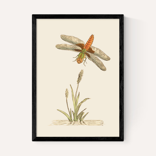 British Dragonfly and Reeds